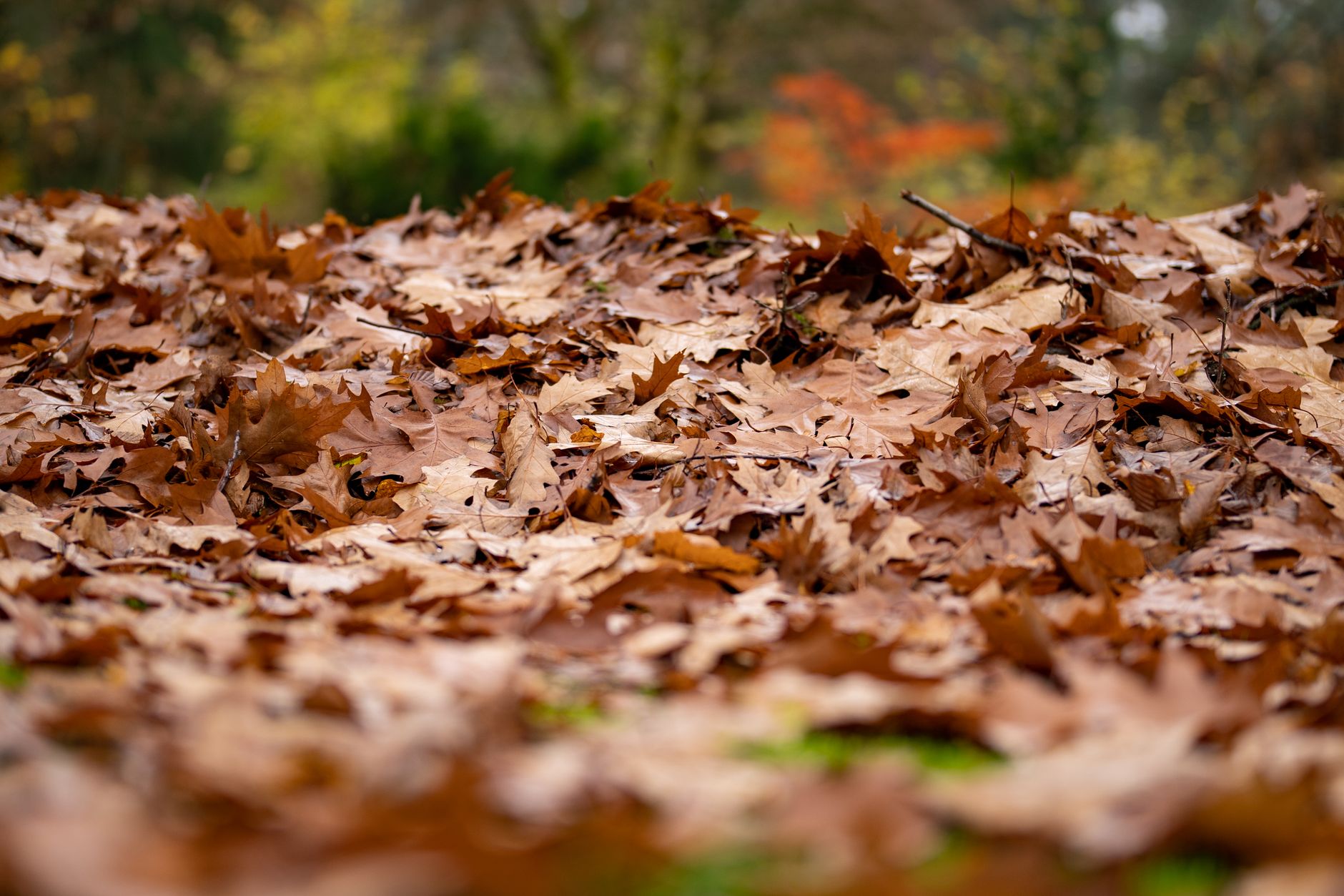 Laub im Herbst: Pflichten und Tipps zur Laubentfernung – ÖKS Dienstleistungen Köln